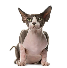 Sphynx sitting in front of a white background