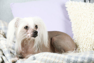 Chinese Crested dog resting on sofa, indoors