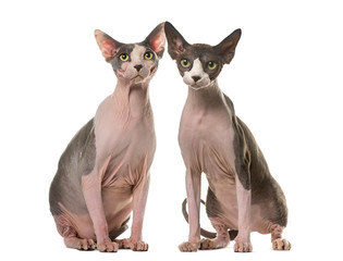 Two Sphinxes sitting in front of a white background