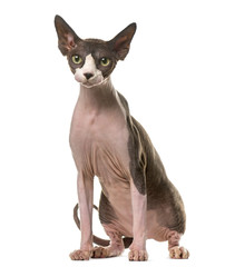 Sphynx sitting in front of a white background
