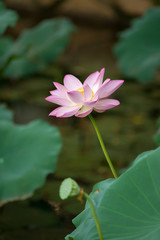 Fototapeta premium blooming lotus flower