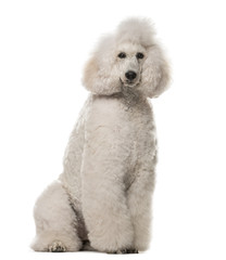 Obraz premium Poodle sitting in front of a white background