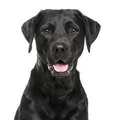 Close-up of a Labrador in front of a white background - obrazy, fototapety, plakaty