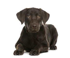 Labrador lying in front of a white background