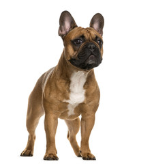 French Bulldog standing in front of a white background