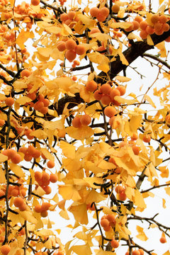 Herbstlicher Ginkgo-Baum mit gelben Bl&auml;ttern und gelben Fr&uuml;chten an einem sonnigen Tag