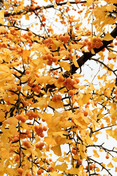 Herbstlicher Ginkgo-Baum mit gelben Bl&auml;ttern und gelben Fr&uuml;chten an einem sonnigen Tag