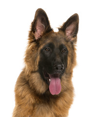 Close-up German Shepherd in front of a white background