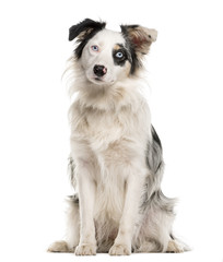 Fototapeta premium Border Collie sitting with heterochromia