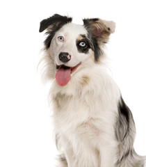 Close-up of a Border Collie with heterochromia