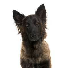 Close-up of a German Shepherd in front of a white background