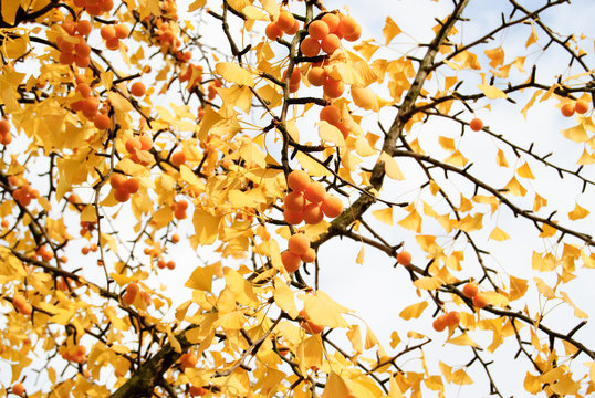 Herbstlicher Ginkgo-Baum mit gelben Bl&auml;ttern und gelben Fr&uuml;chten an einem sonnigen Tag