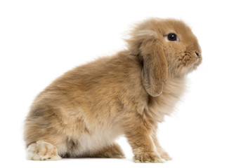 Lop Rabbit in front of a white background