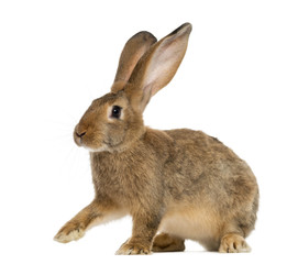Rabbit sitting in front of a white background