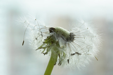 White dandelion