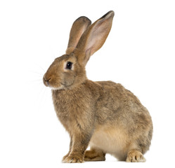 Rabbit sitting in front of a white background