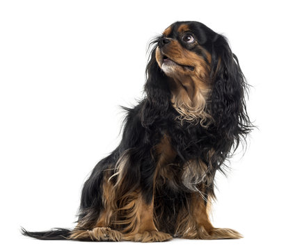 Cavalier King Charles Spaniel in front of a white background