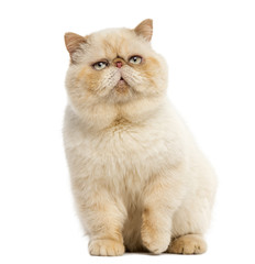 Persian sitting in front of a white background