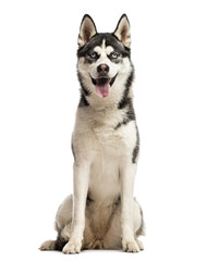 Siberian Husky sitting in front of a white background
