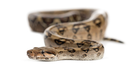 Snake in front of a white background