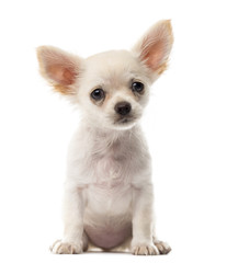Chihuahua puppy sitting in front of a white background