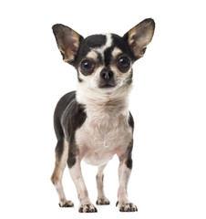 Chihuahua standing in front of a white background