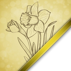 Sketch  daffodil background