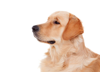 Beautiful Golden Retriever dog breed