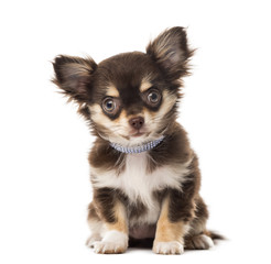 Chihuahua sitting in front of a white background