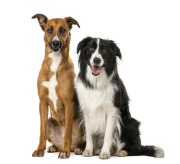 Crossbreed and Border Collie sitting