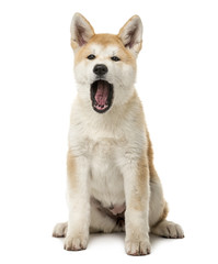 Akita Inu sitting and yawning in front of a white background