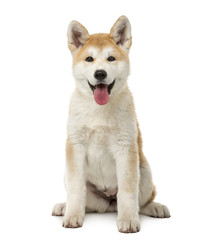 Akita Inu sitting in front of a white background