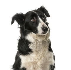 Close-up of a Border Collie in front of a white background