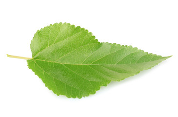Obraz premium Mulberry leaf isolated on white