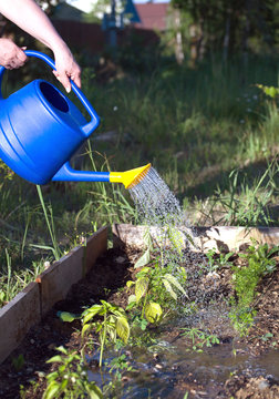 Female hand pours water from blue plastic watering plants in garden area