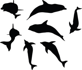 dolphin silhouette isolated