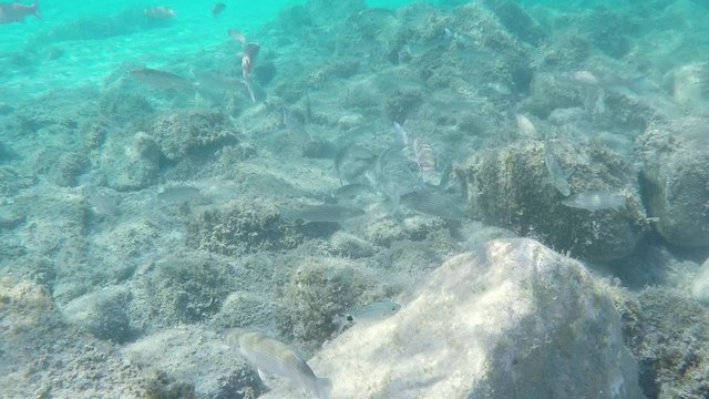 Scuba diving in Sardinian waters