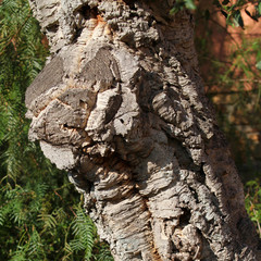 liège chêne écorce