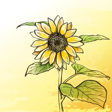 Sketch  sunflower background