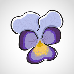 Viola (heartsease) flower
