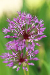 Beautiful purple spring flowers outdoors