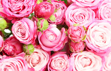 beautiful pink roses background, close up