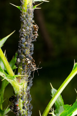schwarze Bohnenläuse mit Ameisen (vertikal)