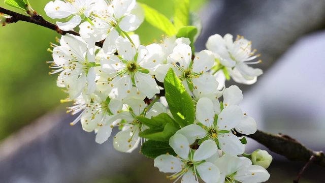 Blooming plum branch with flowers at the garden
