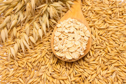 grain oats and oatmeal