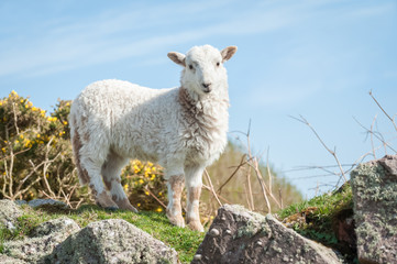 Fototapeta premium beautiful springtime lamb on a stone wall