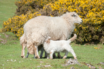 lambs suckling from mother ewe