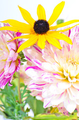 Herbstblumen Dahlien