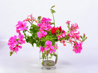 rosa Geranien in einer Vase