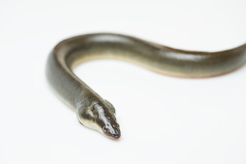 新鮮なウナギ